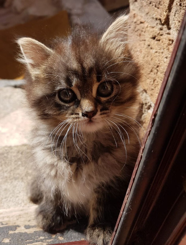 long haired tabby kittens for sale